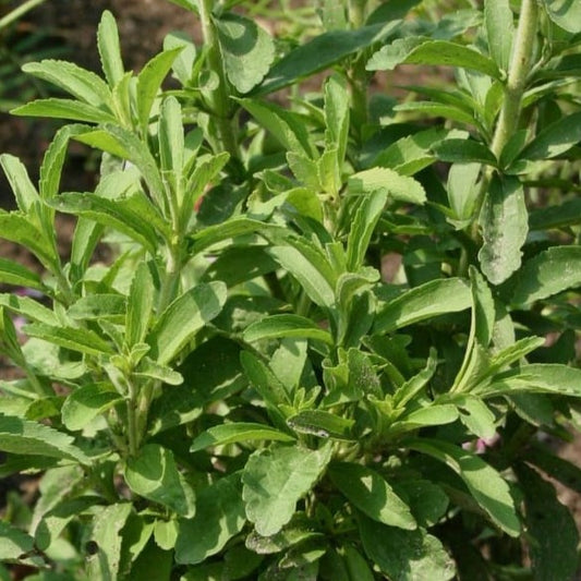 Stevia rebaudiana, Sugar Bush