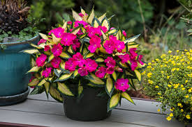 SunPatiens® 'Compact Tropical Rose' Plants