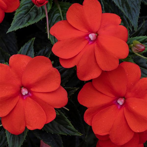 SunPatiens® 'Vigorous Orange' Plants