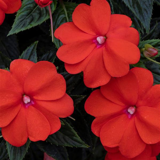 SunPatiens® 'Vigorous Orange' Plants
