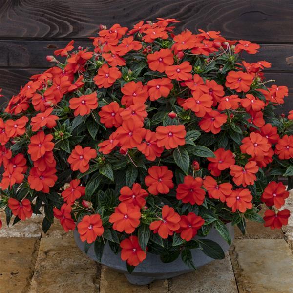 SunPatiens® 'Vigorous Orange' Plants