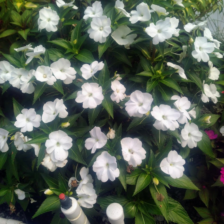 SunPatiens® 'Vigorous Clear White' Plants
