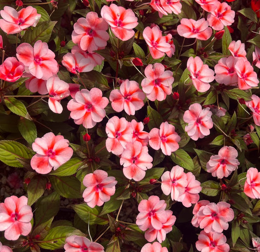 SunPatiens® 'Vigorous Peach Candy' Plants