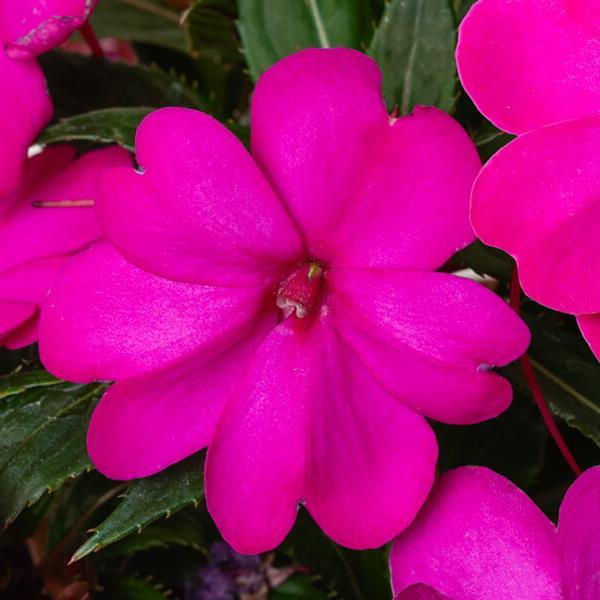 SunPatiens® 'Vigorous Purple' Plants