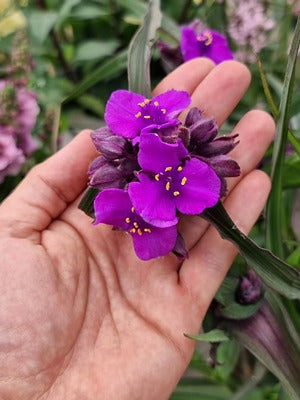 Tradescantia 'Brainstorm'