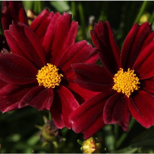 Coreopsis Li'l Bang Red Elf