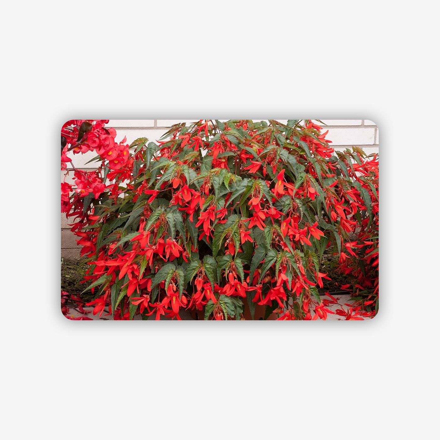 93e38111-bf76-4423-b9b4-63849ae1f37c