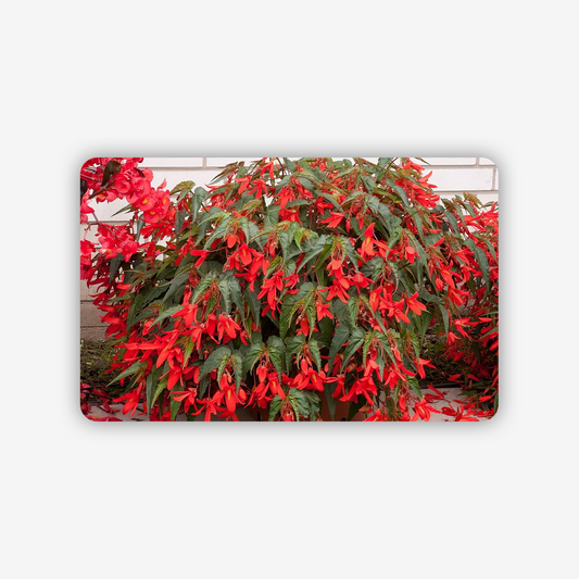 93e38111-bf76-4423-b9b4-63849ae1f37c