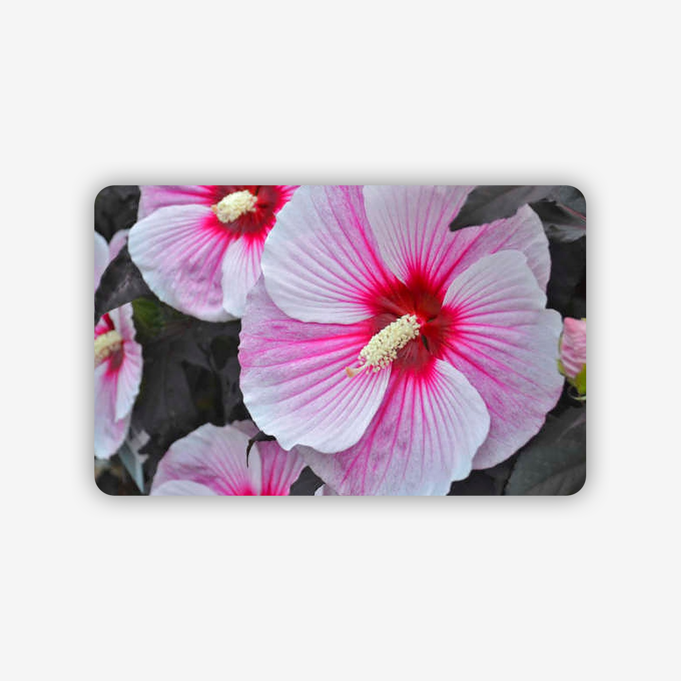 c5fa5207-43f1-4db6-b59a-d213b0c37e76