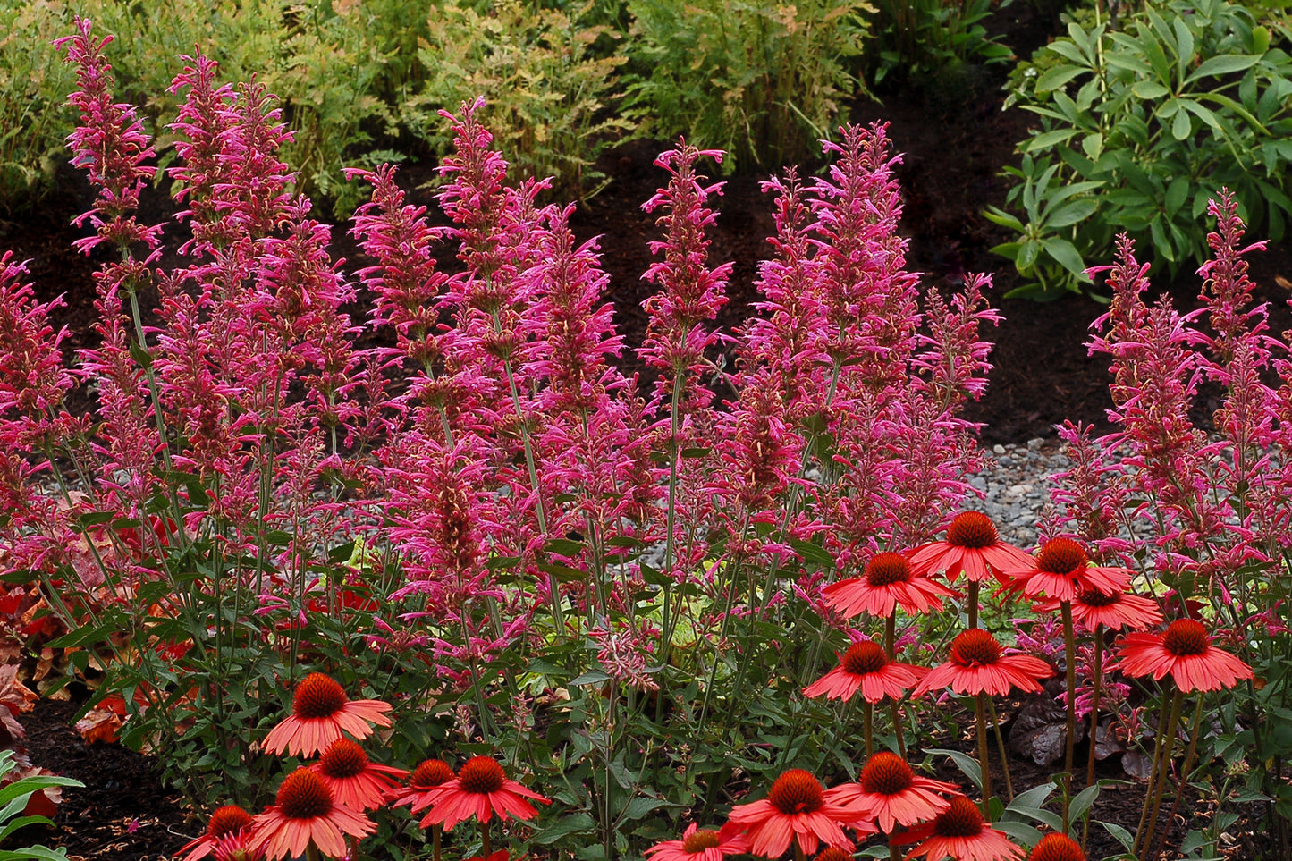 Agastache 'Morello' Plants