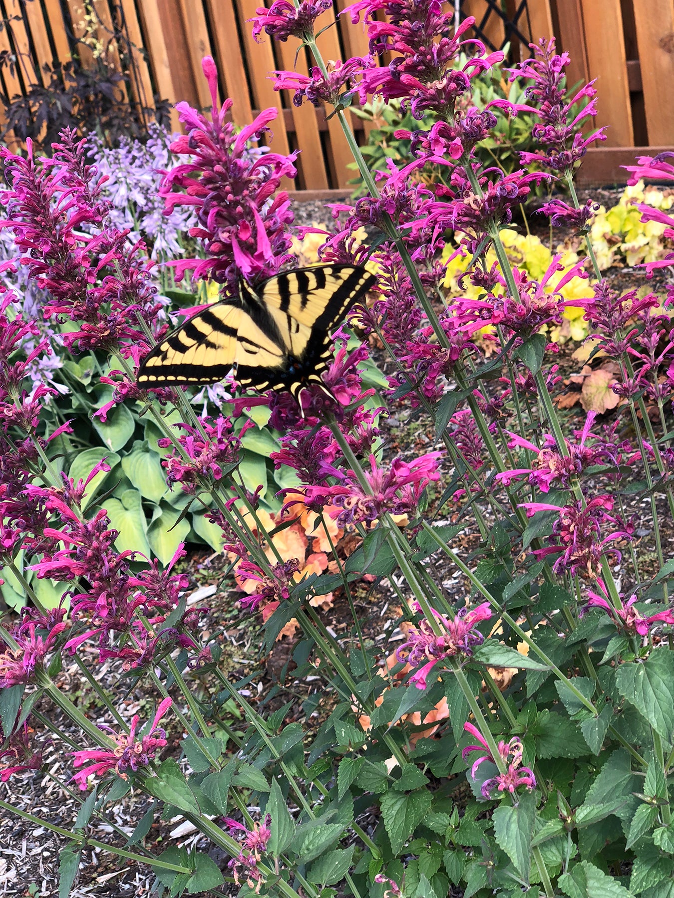 Agastache 'Morello' Plants