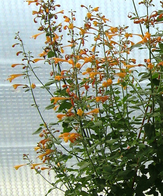 Agastache 'Apricot Sprite' Plants