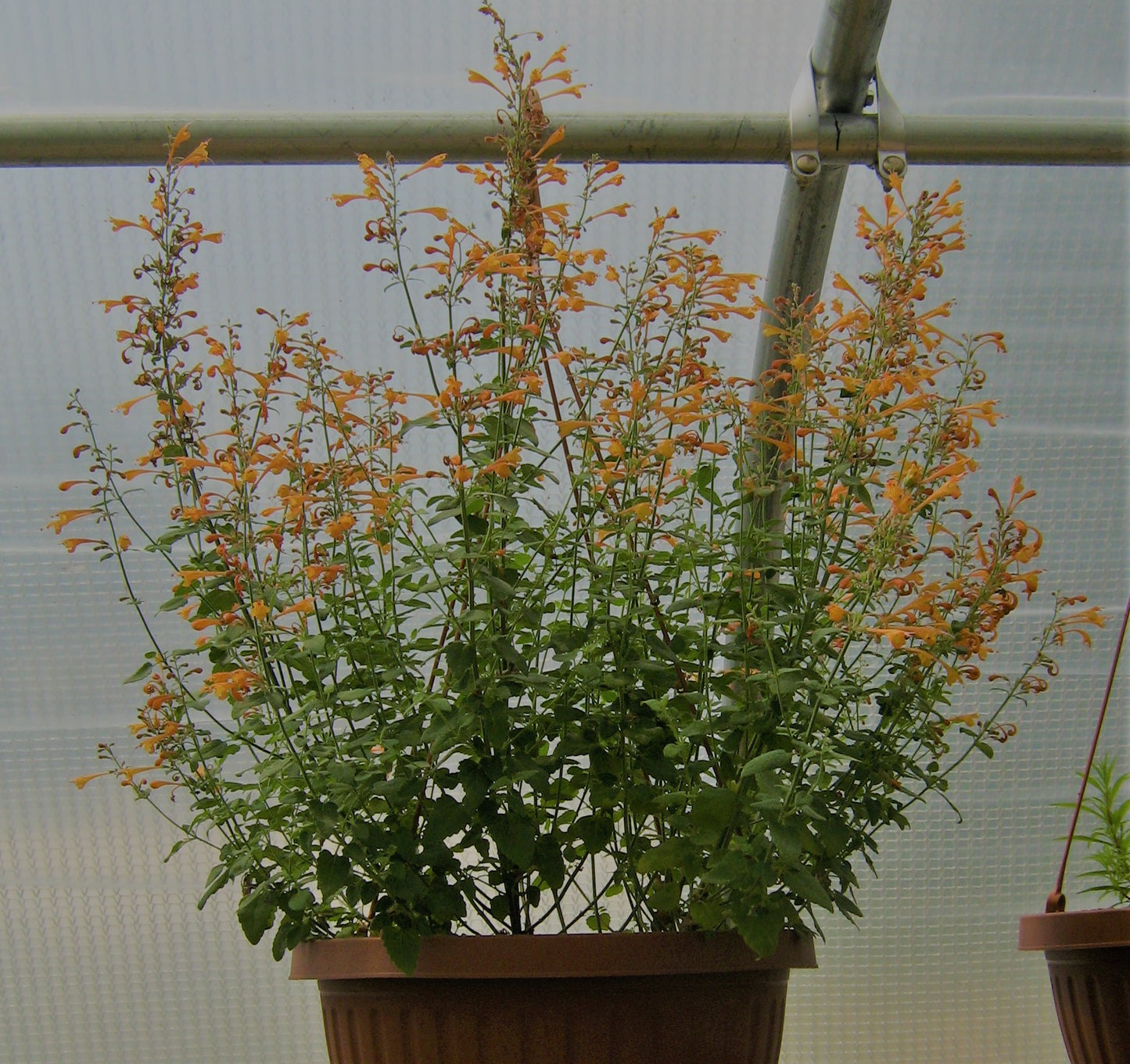 Agastache 'Apricot Sprite' Plants