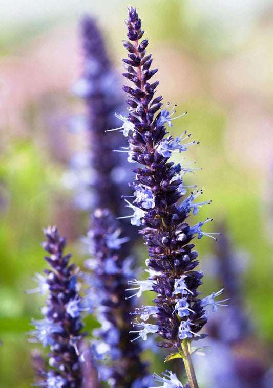 Agastache 'Astello Indigo' Plant - Streambank Gardens
