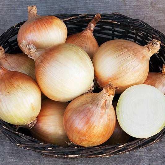 Onion 'Ailsa Craig' Plants