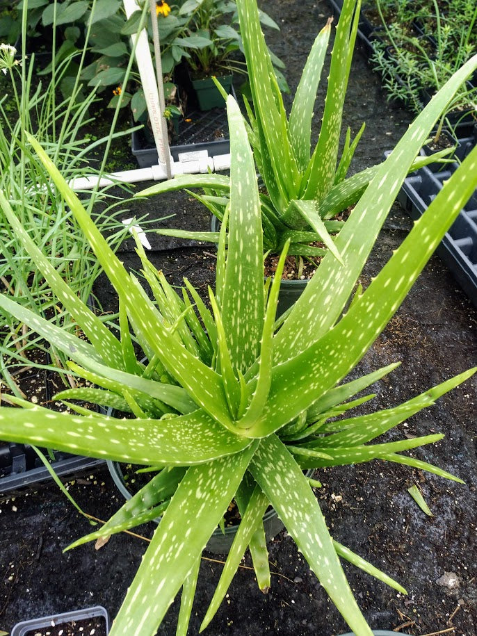 Aloe vera Plants For Sale