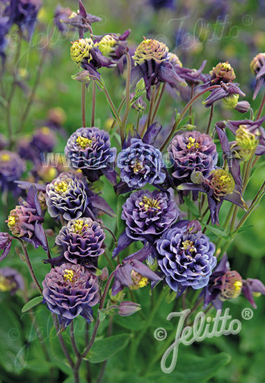 Aquilegia 'Double Winky Blue and White' Plants