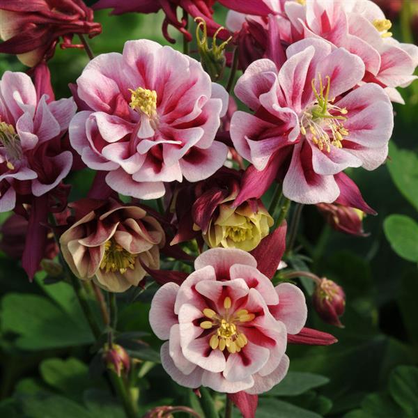 Aquilegia 'Double Winky Red and White' Plants