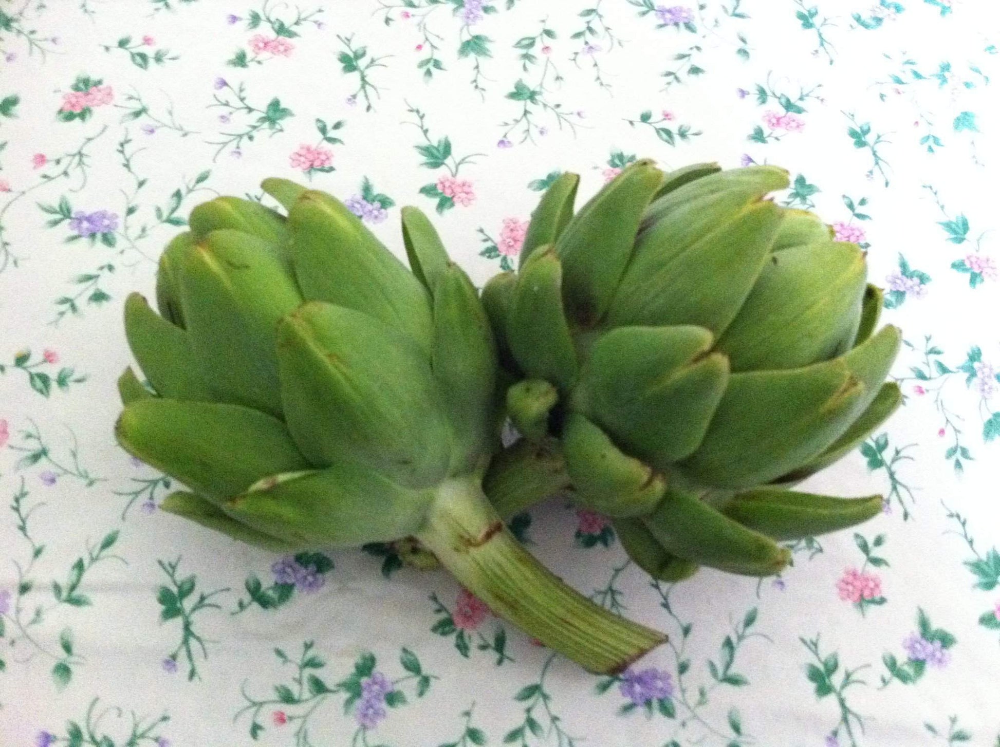 Artichoke 'Tavor' Plant(s) - Streambank Gardens
