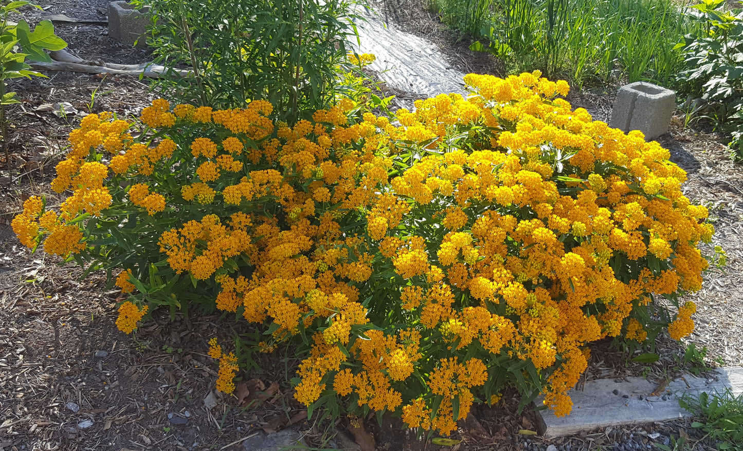 Asclepsias tuberosa - Butterfly Weed Plants