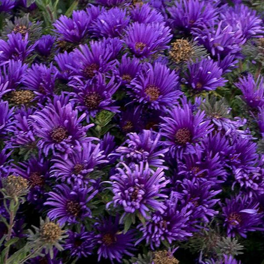 Aster 'Grape Crush'