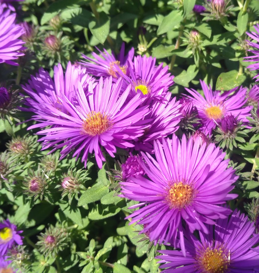 Aster 'Purple Dome' Plants