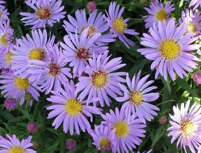 Aster 'Wood's Light Blue' Plant - Streambank Gardens
