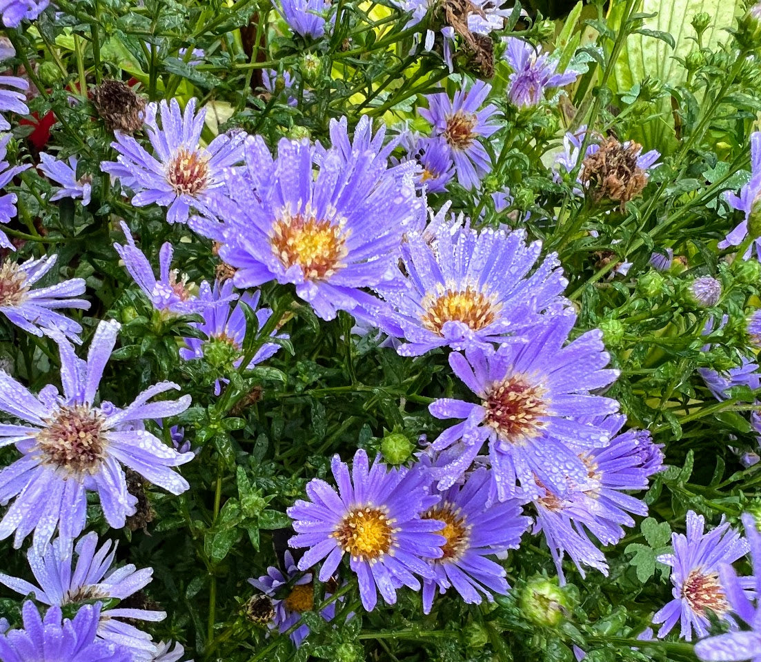 Aster 'Wood's Light Blue' Plants