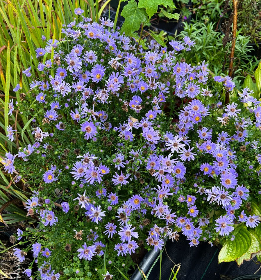 Aster 'Wood's Light Blue' Plants