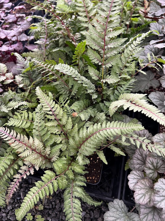 Athyrium 'Regal Red' - {Japanese Painted Fern)