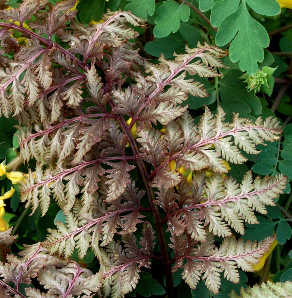 Athyrium 'Regal Red' - {Japanese Painted Fern)