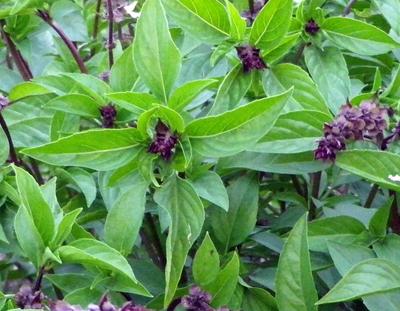 Thai Basil Plants