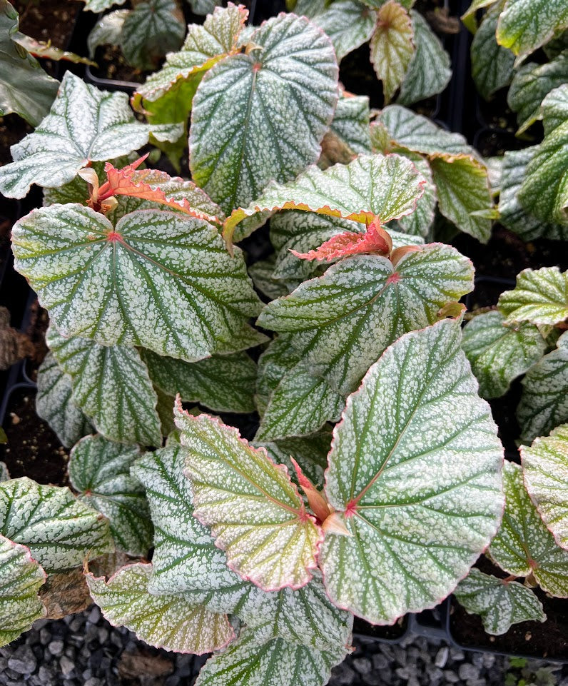 Begonia 'Don Miller' (Frosty)