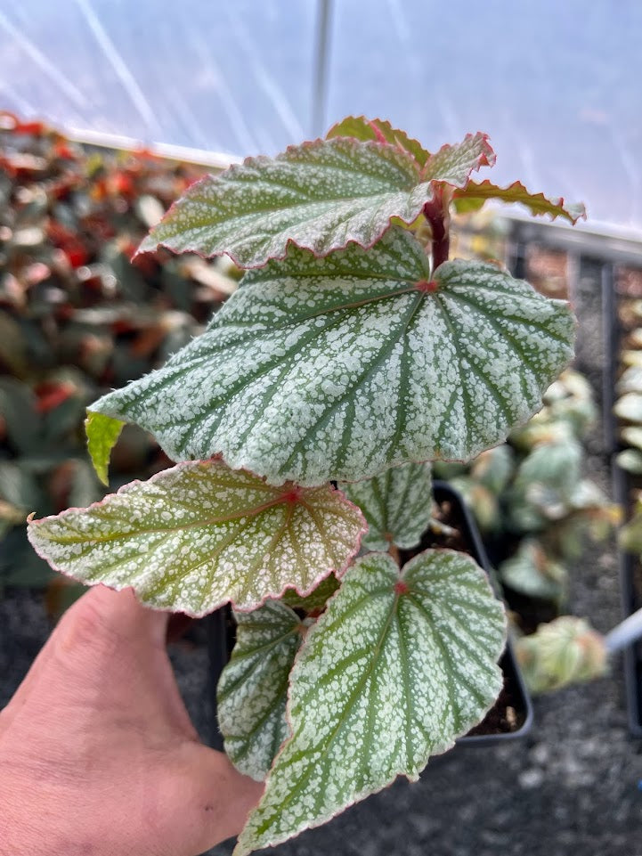 Begonia 'Don Miller' (Frosty)