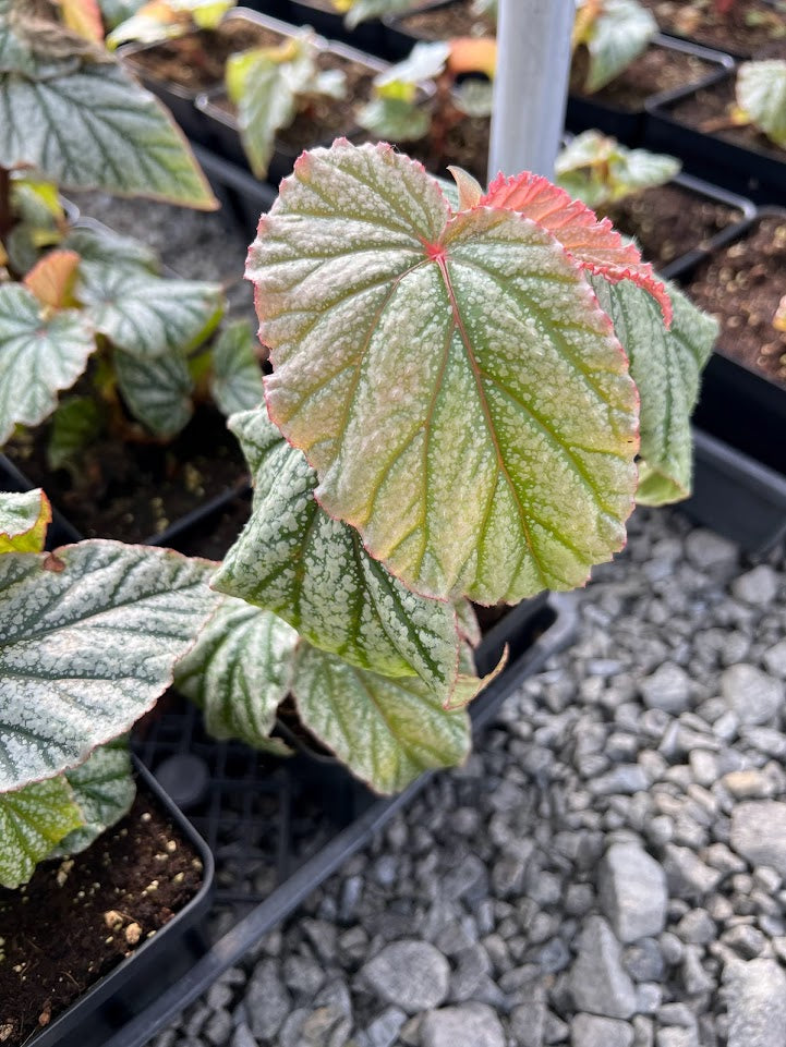 Begonia 'Don Miller' (Frosty)