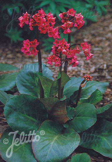 Bergenia 'Winter Glow' Plant - Streambank Gardens
 - 1