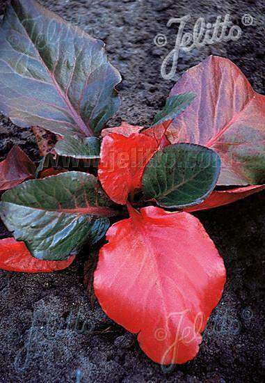 Bergenia 'Winter Glow' Plant - Streambank Gardens
 - 2