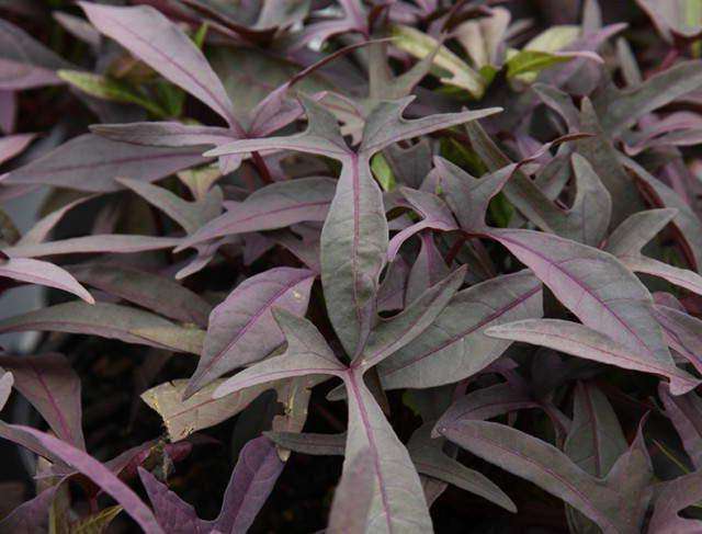 Blackie Sweet Potato Plant - Streambank Gardens
