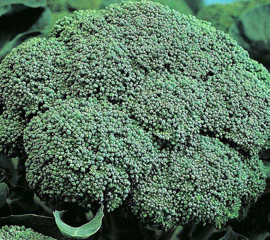 Broccoli 'BelStar F1' - 6 Plants - Streambank Gardens
