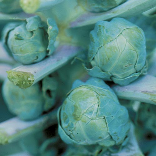Brussel Sprout 'Long Island Improved' Plants