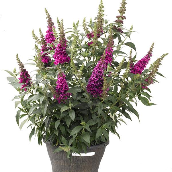 Buddleia Buzz® 'Hot Raspberry' Plants