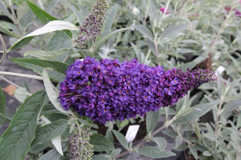 Buddleia Buzz 'Midnight' Plants