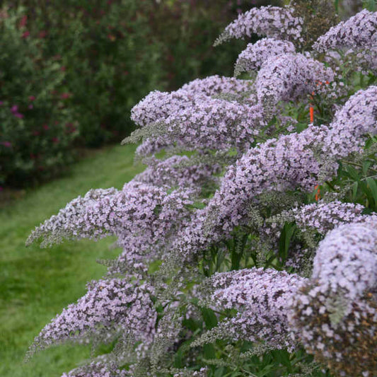Buddleia 'Grand Cascade' Plants