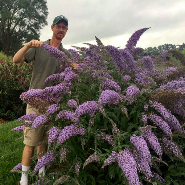 Buddleia 'Grand Cascade' Plants