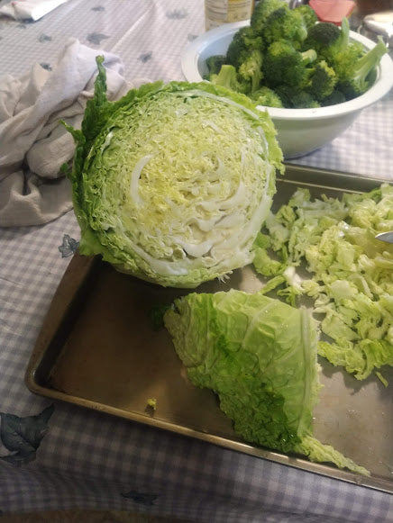 Cabbage 'Famosa' Plants