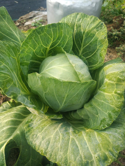 Cabbage 'Golden Acre' Plants