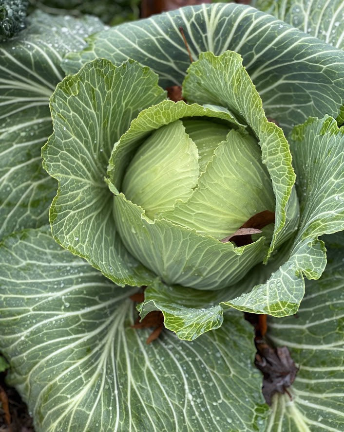 Cabbage 'Late Flat Dutch' Plants