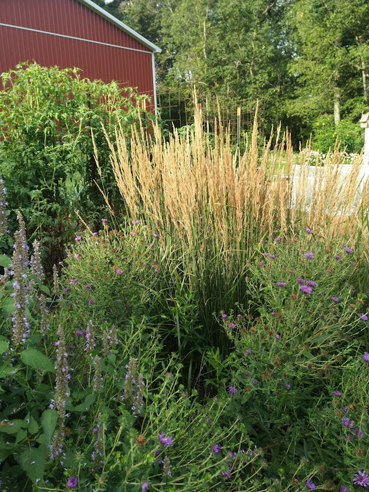 Calamagrostis x acutiflora 'Karl Foerster' Plants