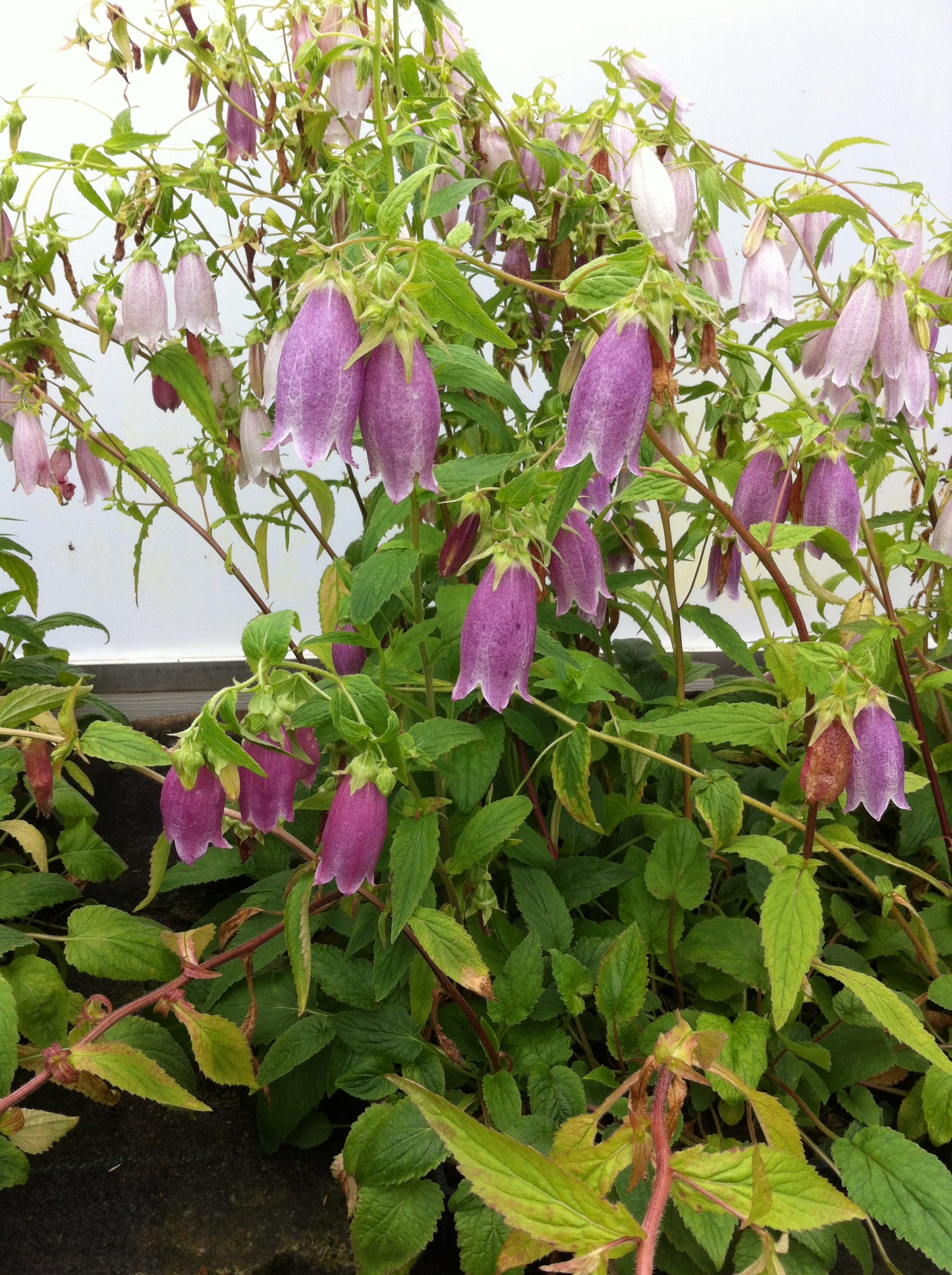 Campanula punctata 'Rubrifolia' Plants