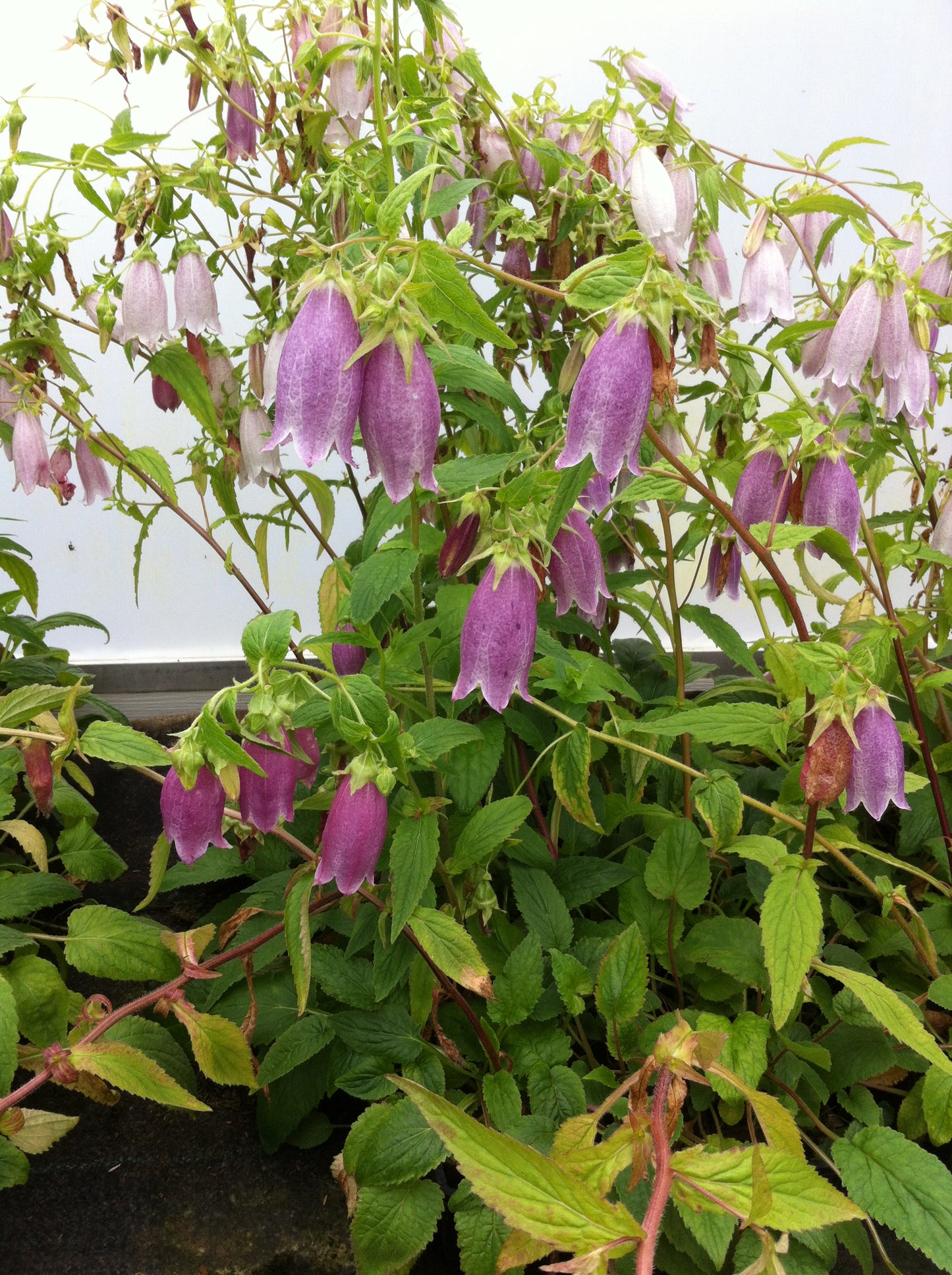 Campanula punctata 'Rubrifolia' -1 Plant